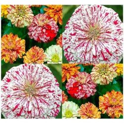 Zinnia Candy Strip