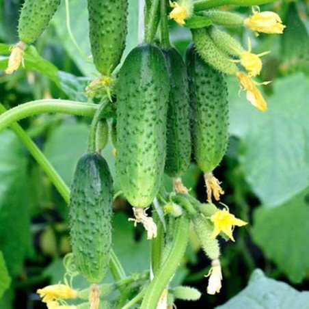 Cucumber Faithful Friends F1