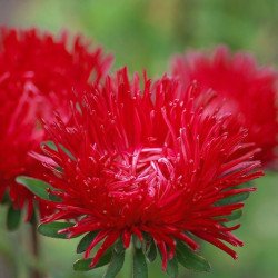 Aster Needle Esmeralda