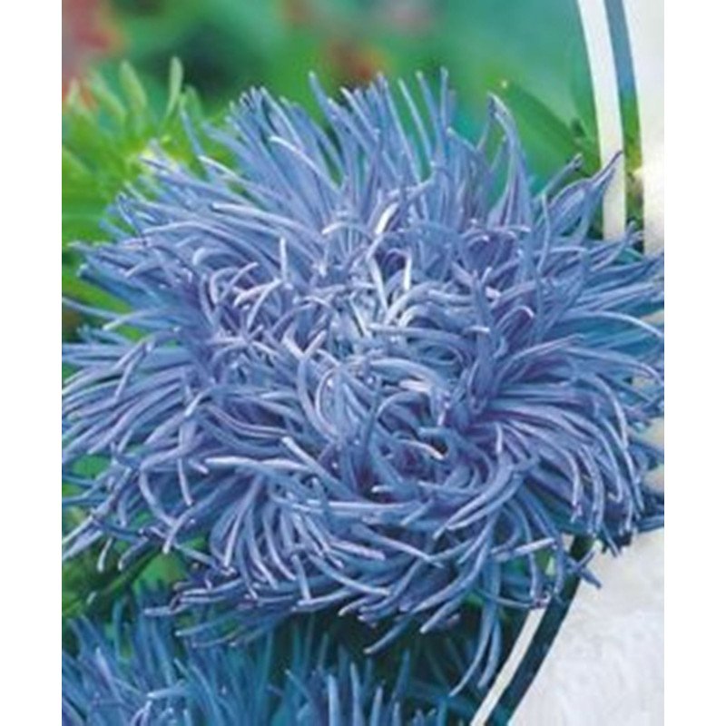 Aster Krallen Angora