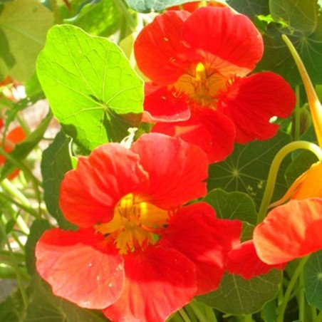 Garden Nasturtium Fairy