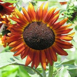 Sunflower Decorative Morning Sun