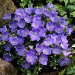 Carpathian Harebell Blue