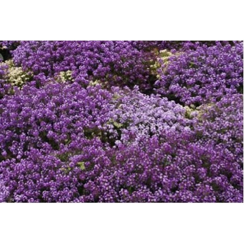 Sweet Alyssum Violet Queen