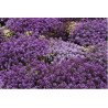 Sweet Alyssum Violet Queen