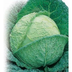 Savoy Cabbage Vertus