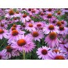 Coneflower Purple