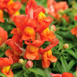 Snapdragon Orange