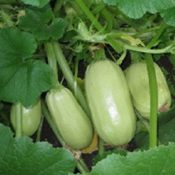 Squash - Zucchini Gribovsky