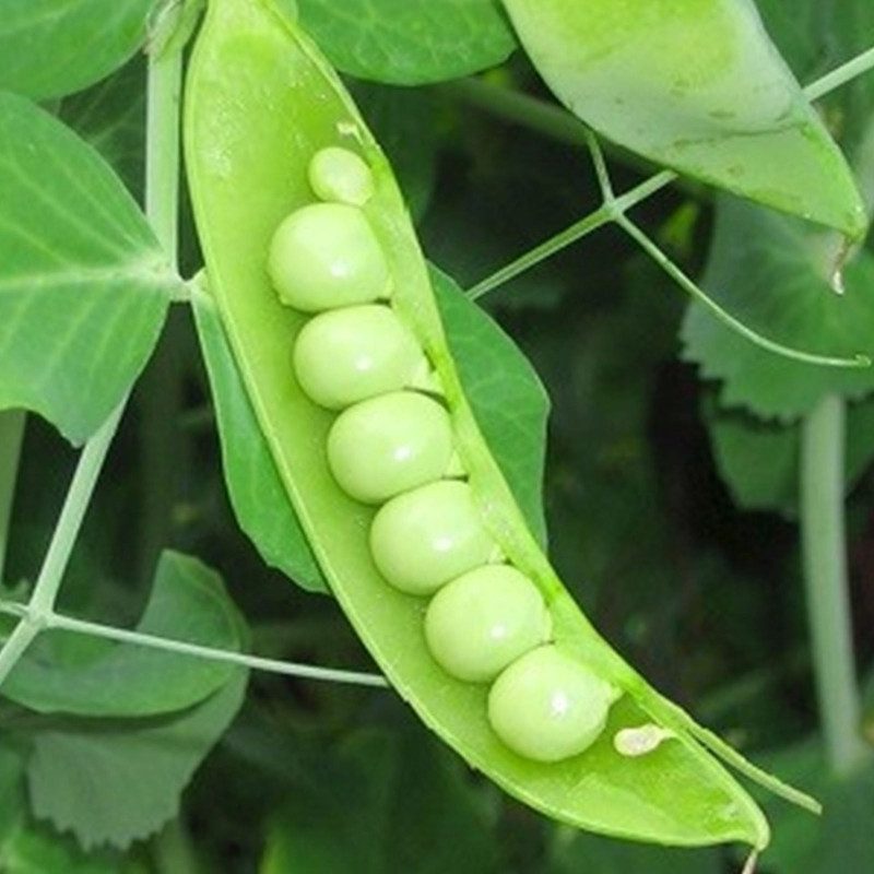 Pea Alpha