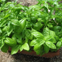 Basil Indoor Green