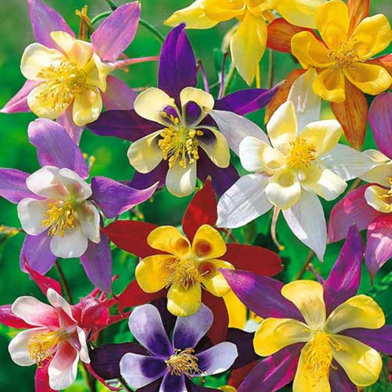 Columbine Mix