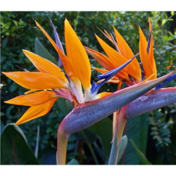 Bird of Paradise - Strelitz Royal