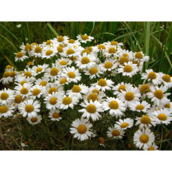 German Chamomile