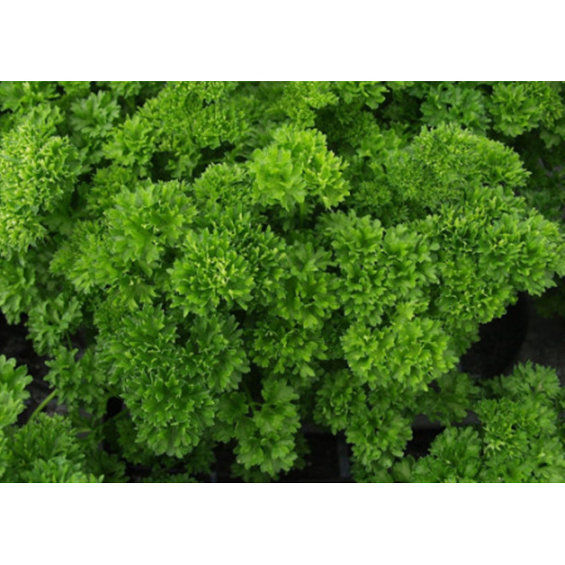 Parsley Triples