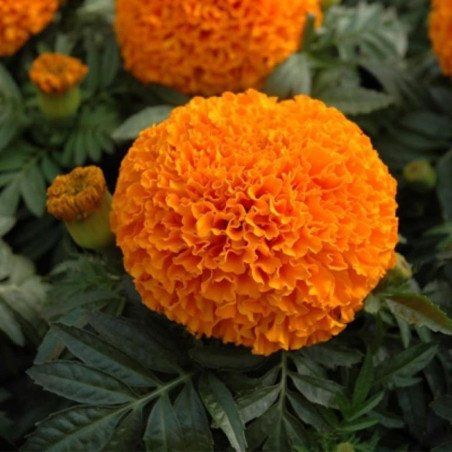 Mexican Marigold Hawaii