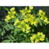 Rue Ruta Graveolens Herb of Grace