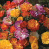 California Poppy Double Mix