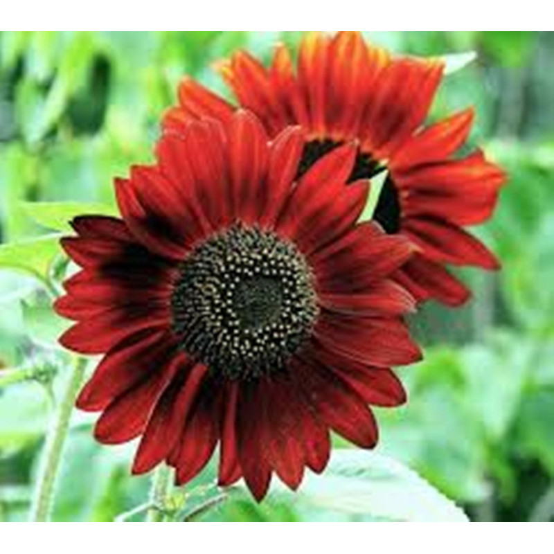 Sunflower Decorative Red Sun