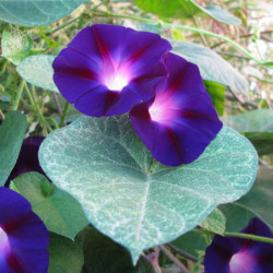 Morning Glory Blue Star