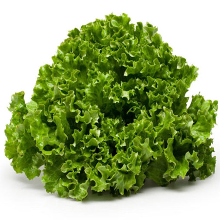 Leaf Lettuce Zolotyi Shar