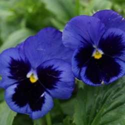 Pansy Viola Mars