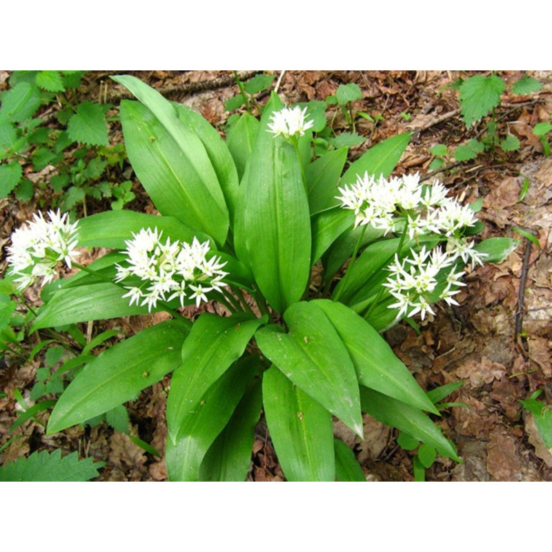 Ramsons