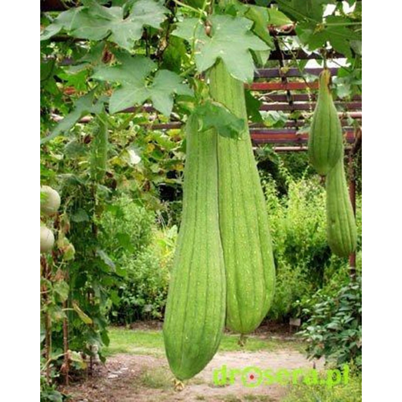 Vietnamese Gourd