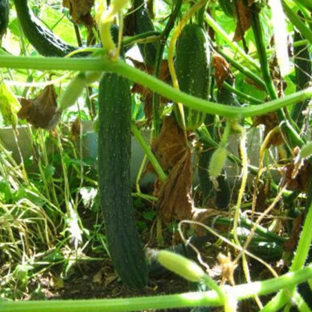 Cucumber Chinese Miracle