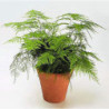 Asparagus Fern