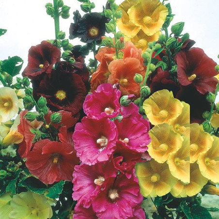 Hollyhock Spring Mix