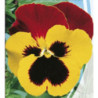 Pansy Viola Red Wings