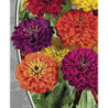 Zinnia California Mix