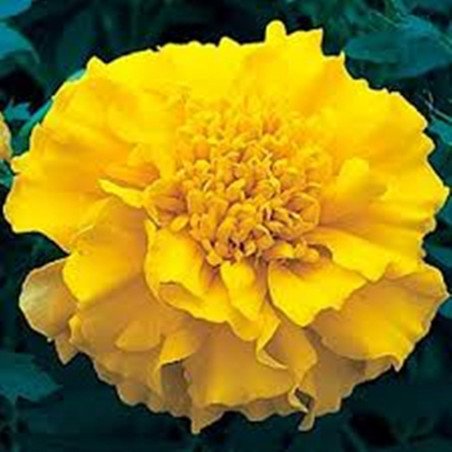 French Marigold Lemon Fri