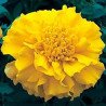 French Marigold Lemon Fri