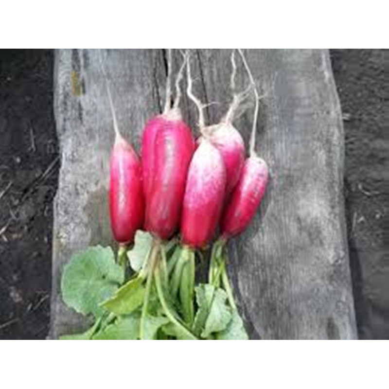 French Radish 18 Days