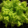 Leaf Lettuce Grand Rapids