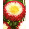 Pompon Aster Winter Cherry