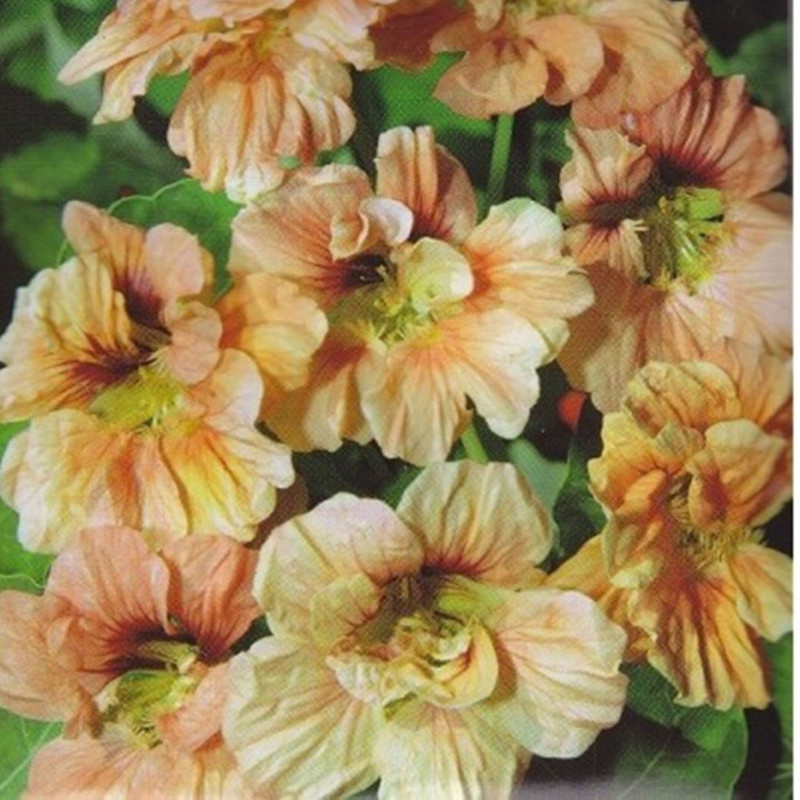 Garden Nasturtium Coral Glitter