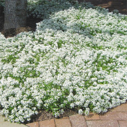 Sweet Alyssum Snow Carpet