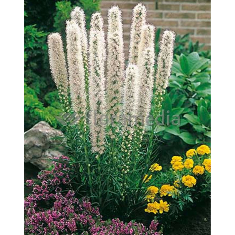 Dense Blazing Star White