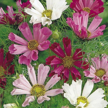 Garden Cosmos Sea Shells Mix