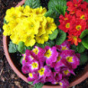 Primula Sadovaya Mix