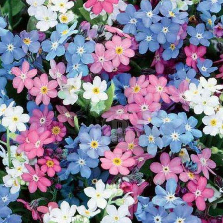 Alpine Forget Me Not Mix