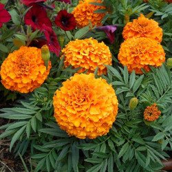 Dwarf Mexican Marigold Orange