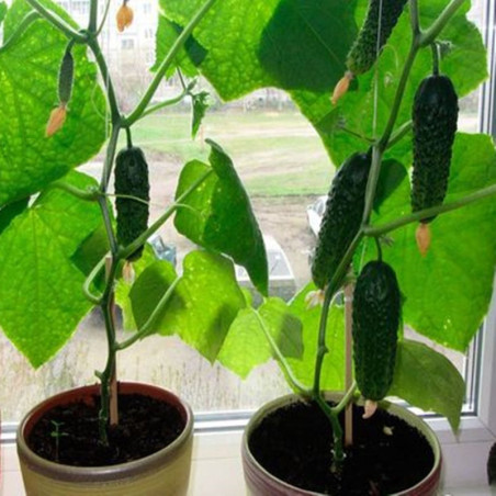 Cucumber Indoor F1