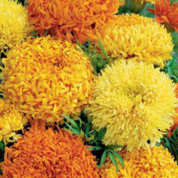 Mexican Marigold Fantastic Mix