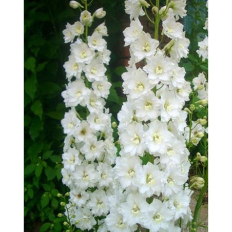 Larkspur White King