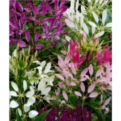 Cleome Mix