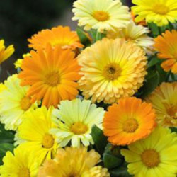 Pot Marigold Dwarf Fiesta